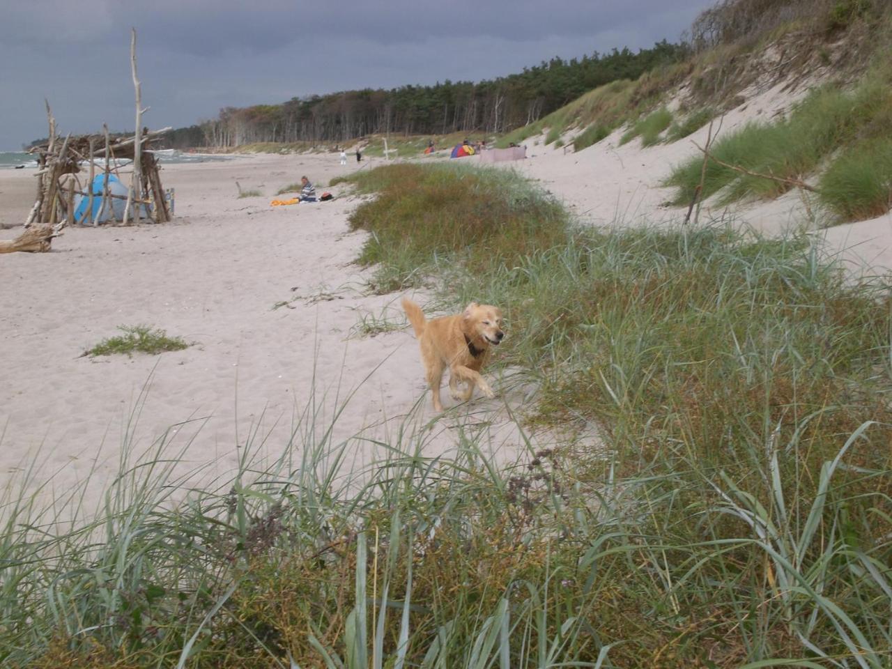 Achtern - Diek - Am Strand Zingst Zewnętrze zdjęcie